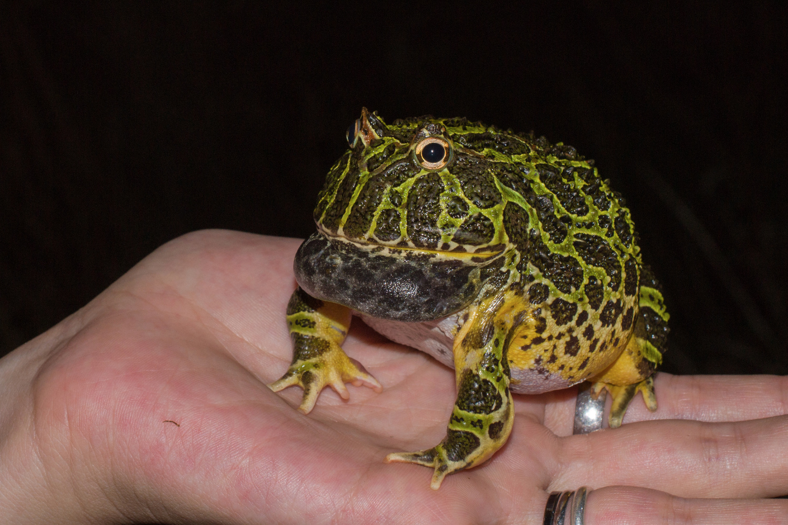 Male calling   Gabriela Agostini